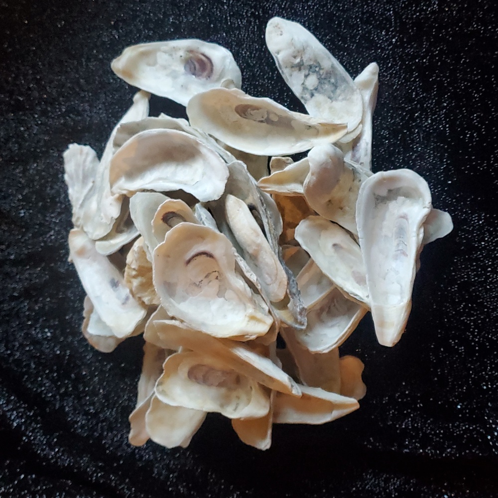 50 Decorative Real Natural Oyster Shells For Art Craft Projects.